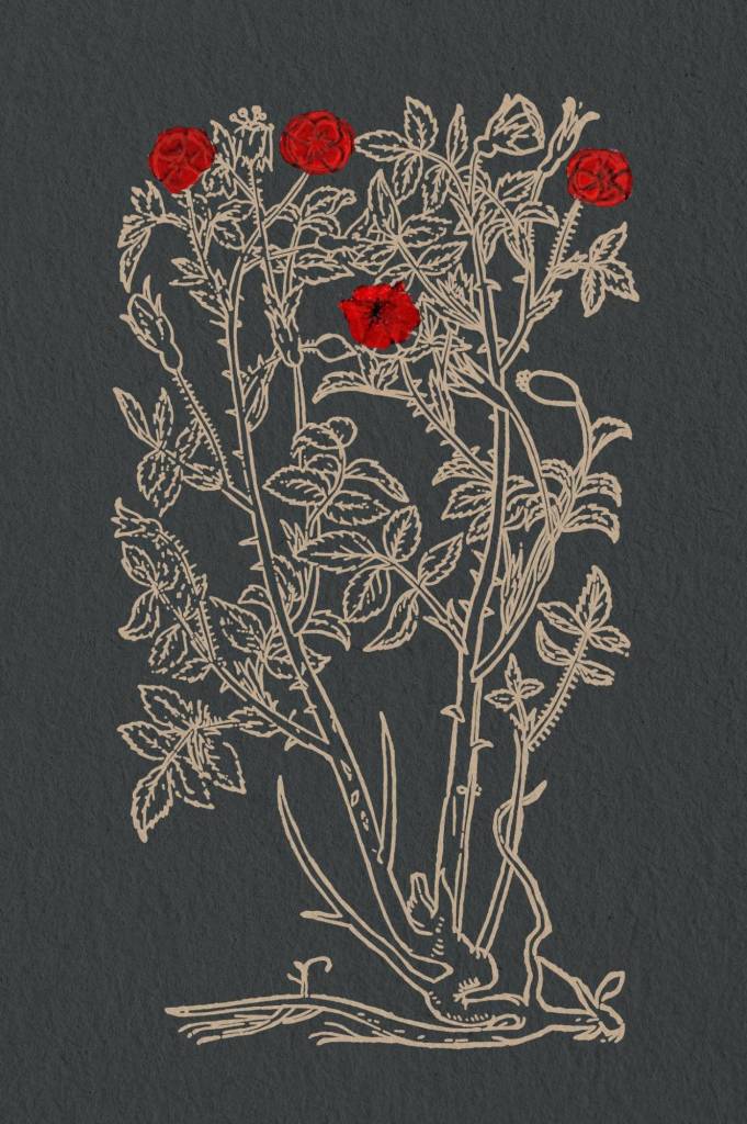 A vintage illustration of a flowering rose plant with red roses and green leaves against a dark background.